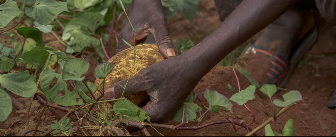 image of wood watch plant tree
