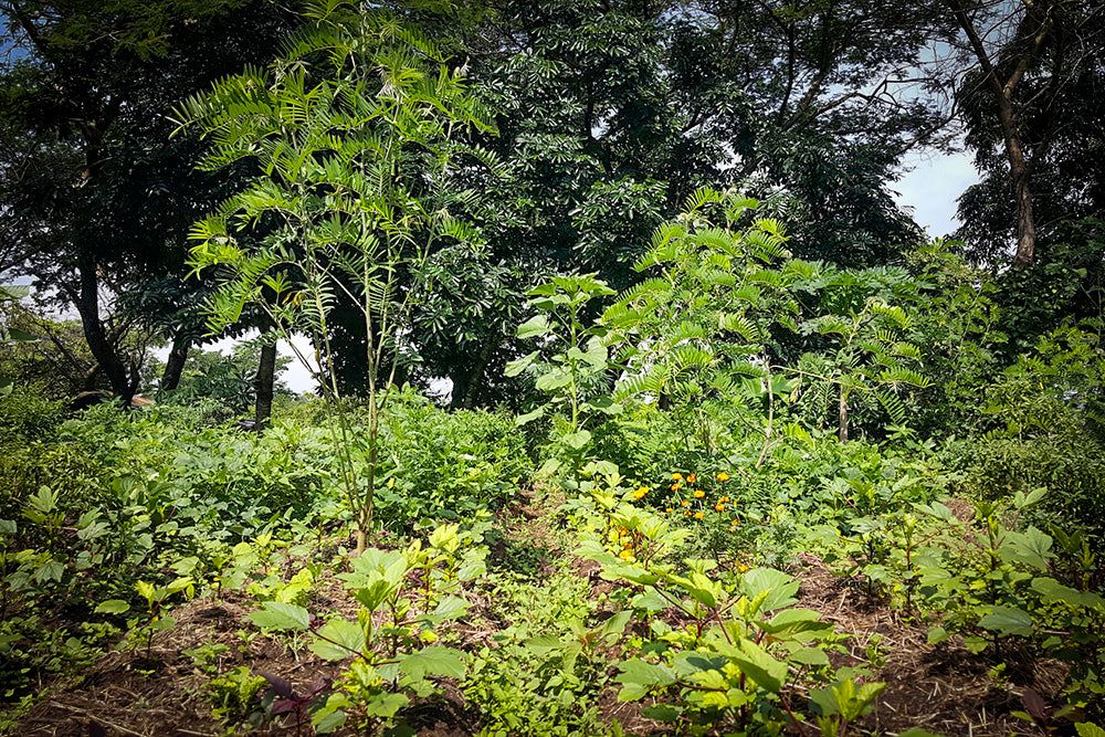 Baumpflanzung nach kauf Natur Wiederaufforstung.